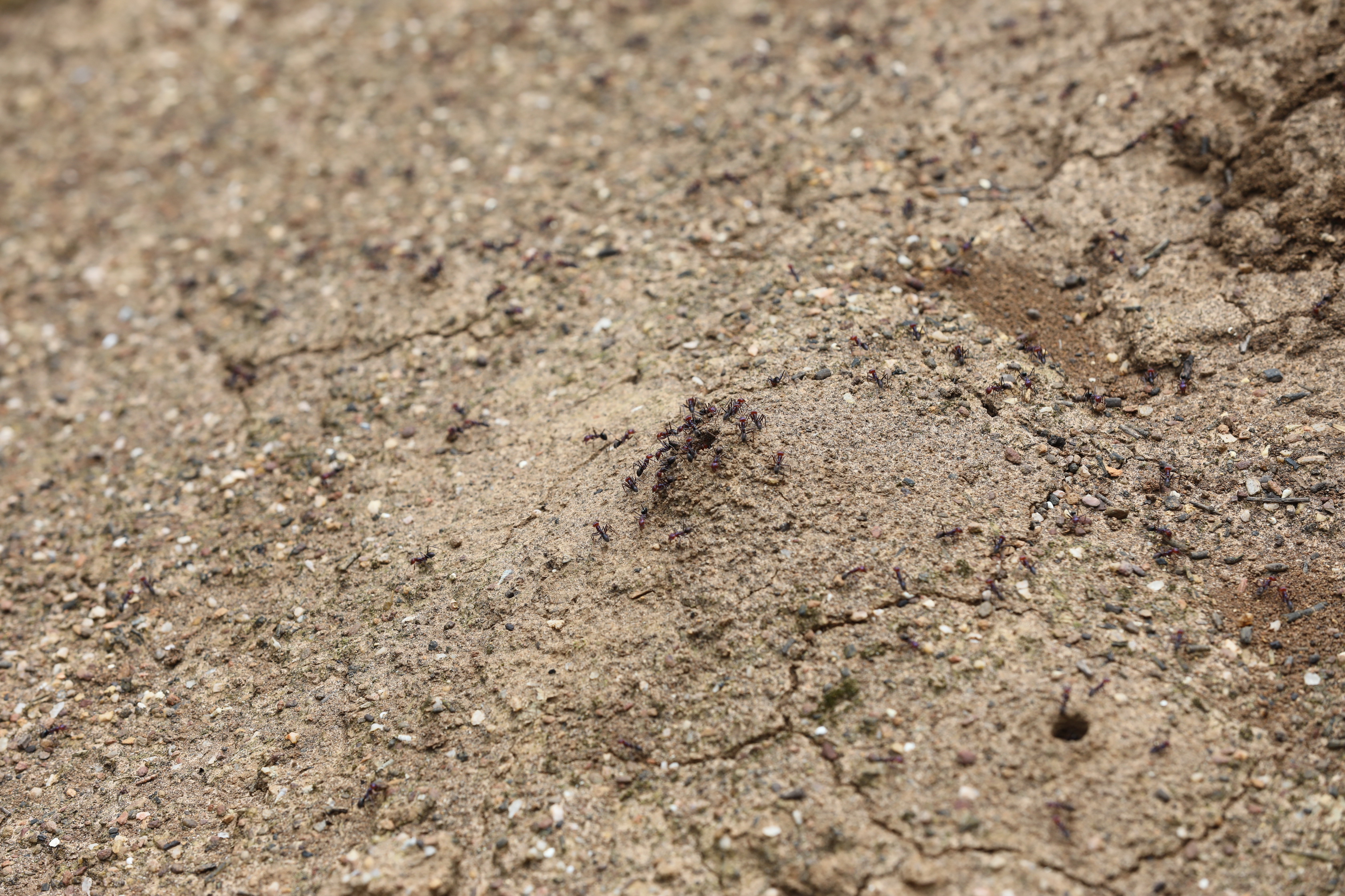 2019 10 06 13 17 45 Canon EOS 5D Mark IV 0005